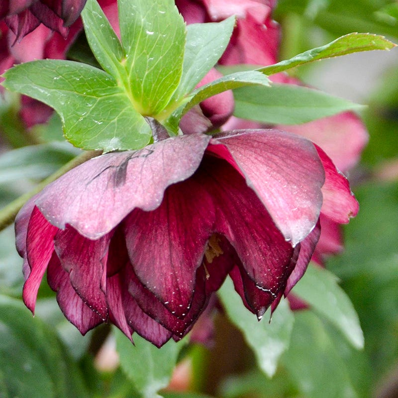 Wedding Party® True Love Helleborus - Image 2