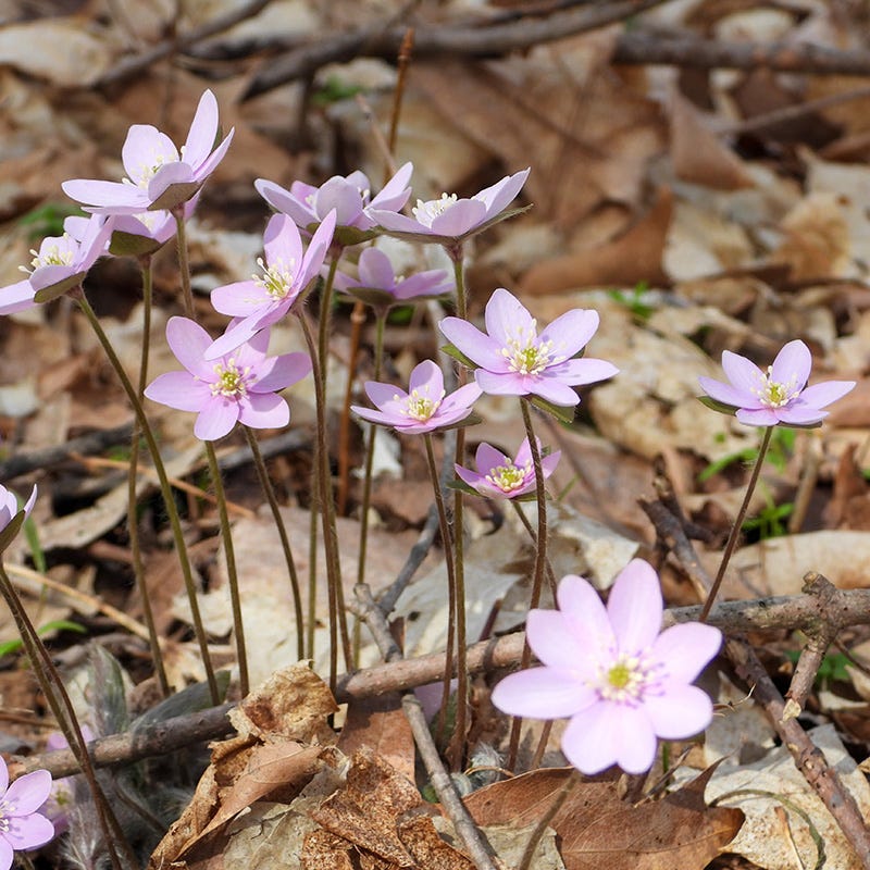Hepatica - Image 2