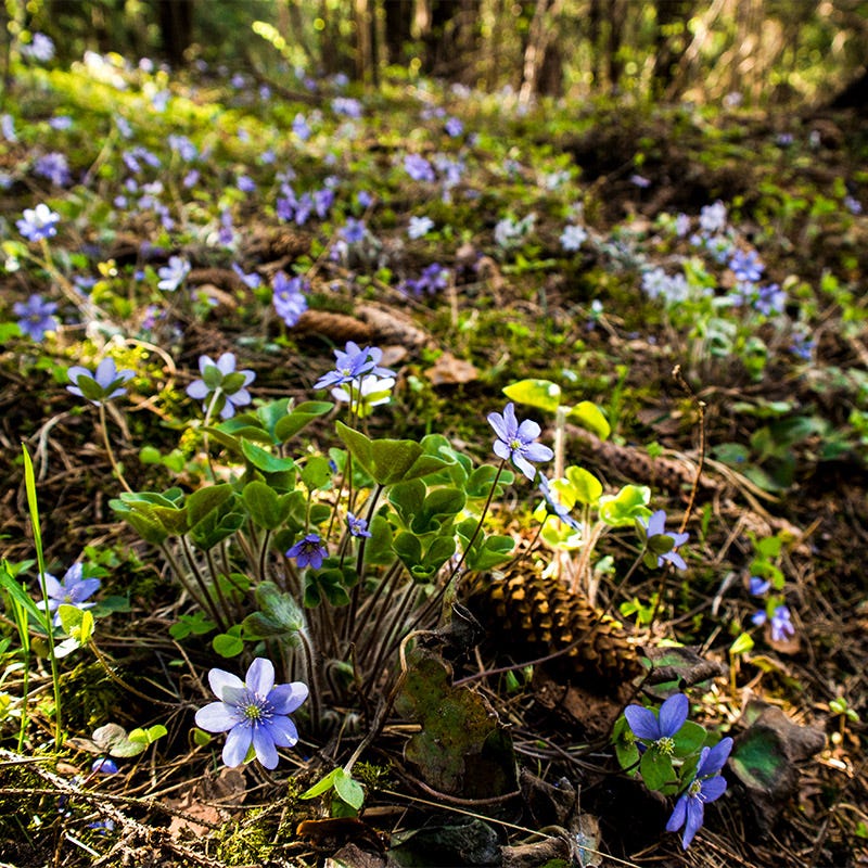 Hepatica - Image 3