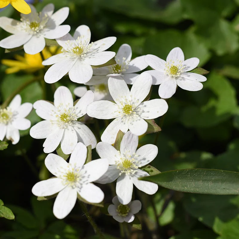 Hepatica - Image 4