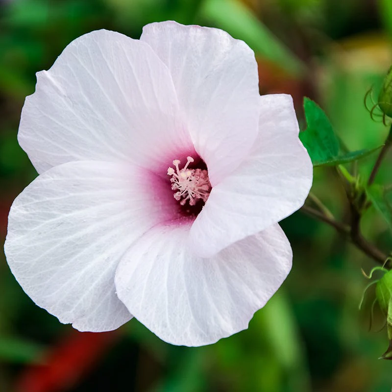 Halberdleaf Hibiscus - Image 2