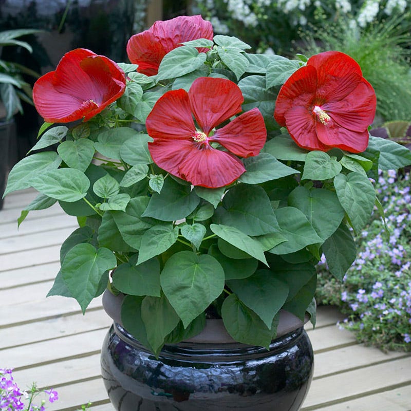 Luna™ Red Hibiscus - Image 2
