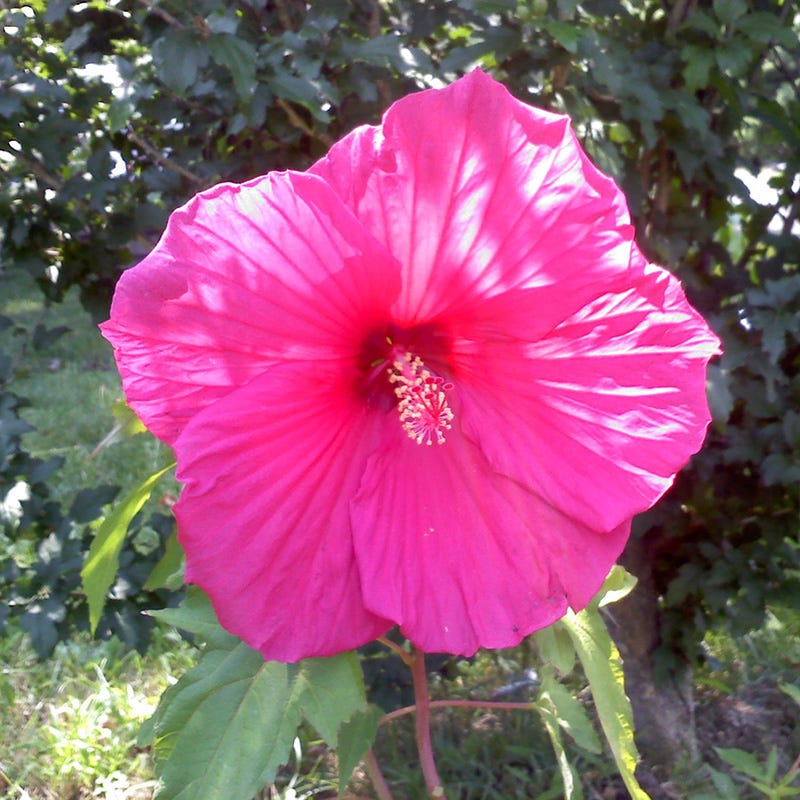 Luna™ Rose Hibiscus - Image 2