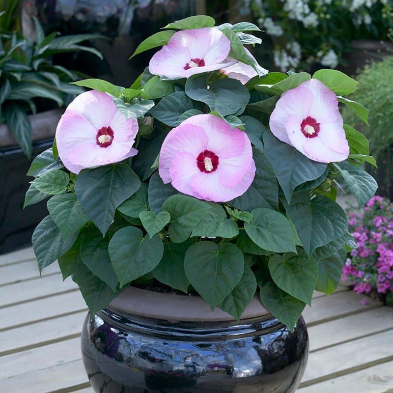 Luna Pink Swirl Hibiscus - Image 3