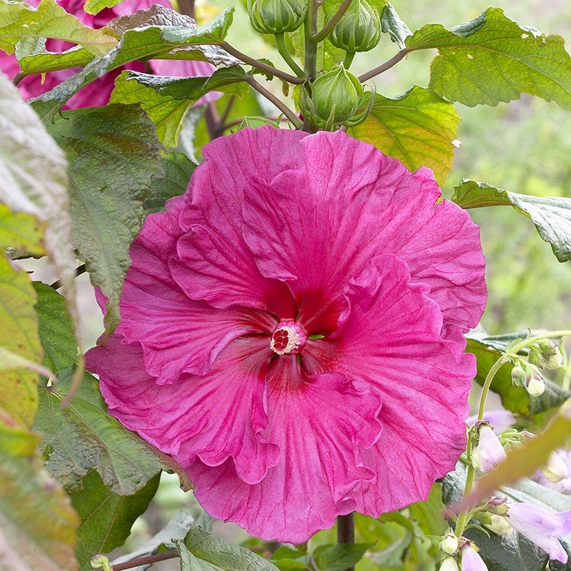 Plum Crazy Hibiscus - Image 2