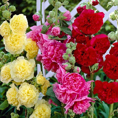 Whimsical Pre-Planned Garden - Image 14