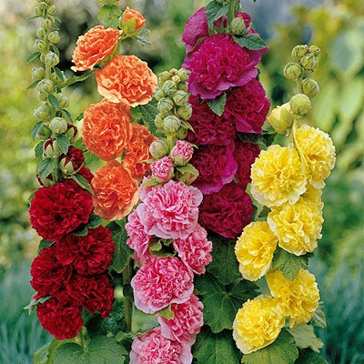Chater's Double Hollyhock Mix - Image 2