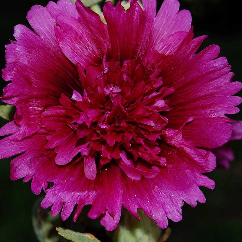 Queeny Purple Hollyhock - Image 2