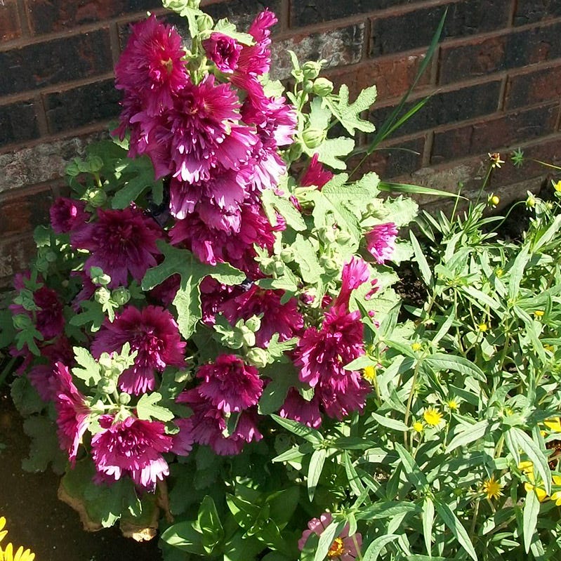 Queeny Purple Hollyhock - Image 3