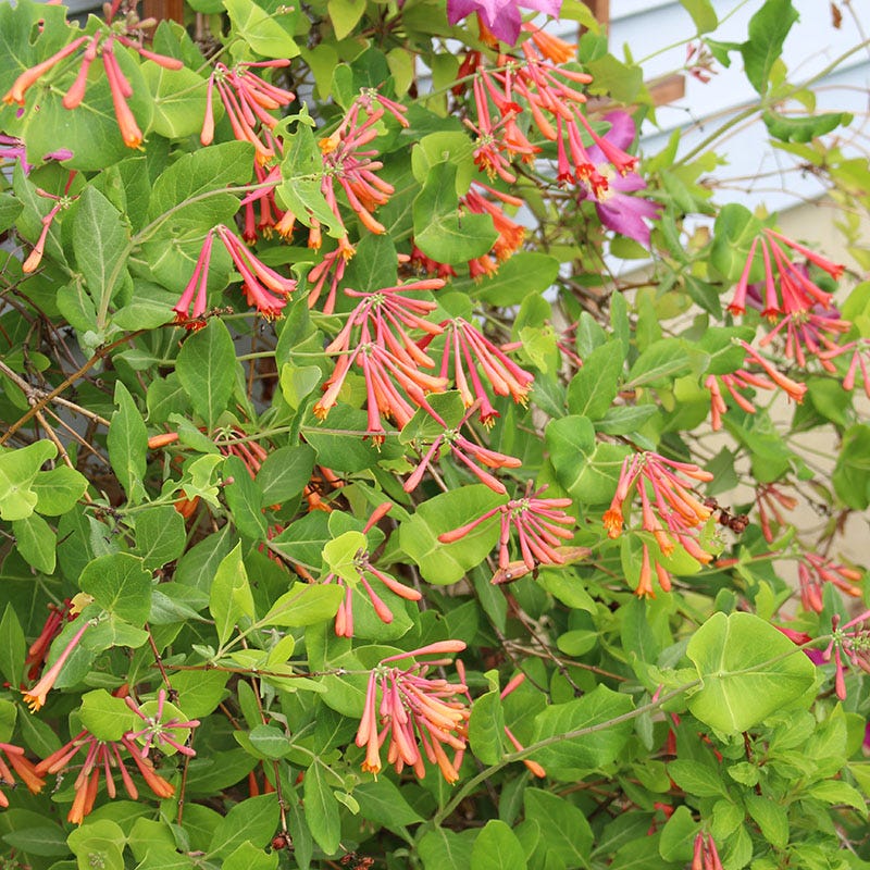 Dropmore Scarlet Honeysuckle Vine - Image 3