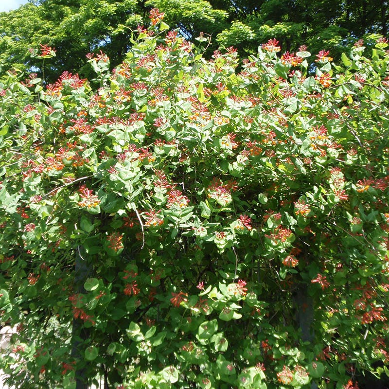 Dropmore Scarlet Honeysuckle Vine - Image 4