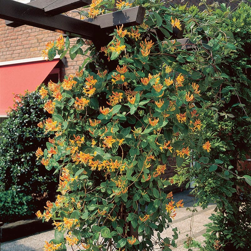 Mandarin Honeysuckle Vine - Image 3
