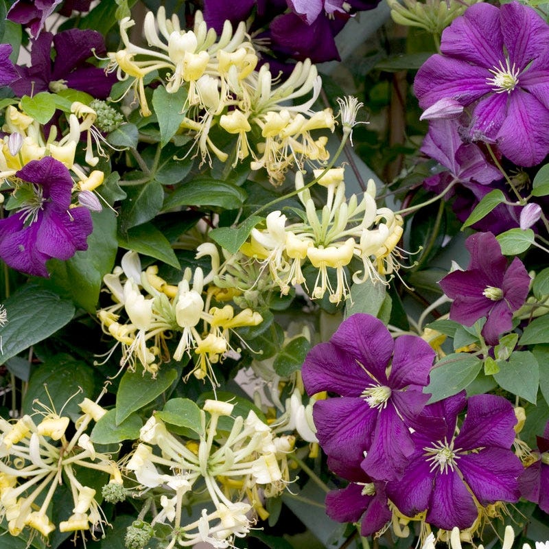 Scentsation Honeysuckle Vine - Image 2