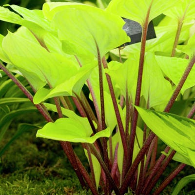 Fire Island Hosta - Image 2