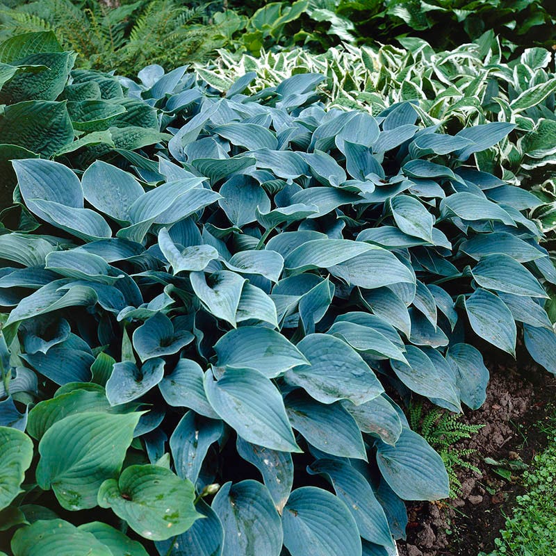 Halcyon Hosta