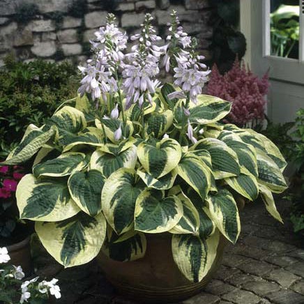 Lush Hosta Collection - Image 5