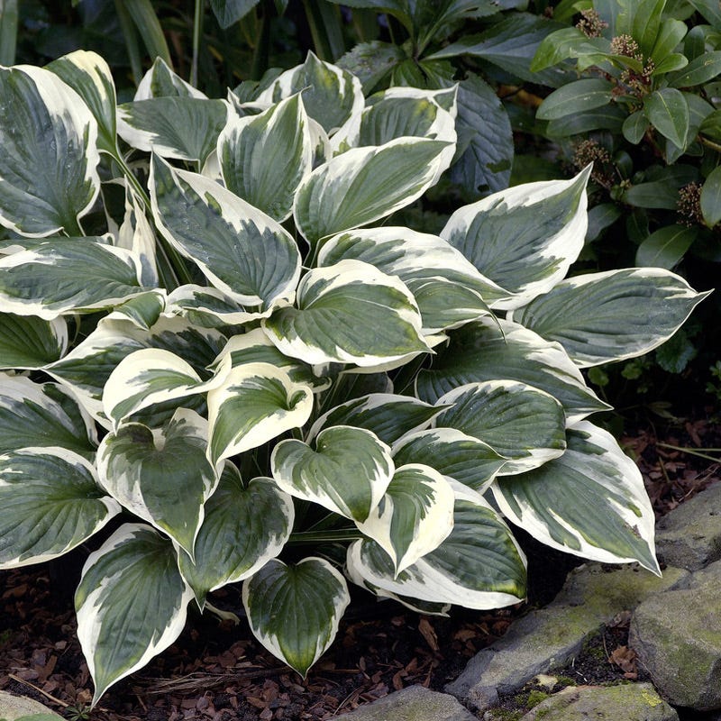 Minuteman Hosta