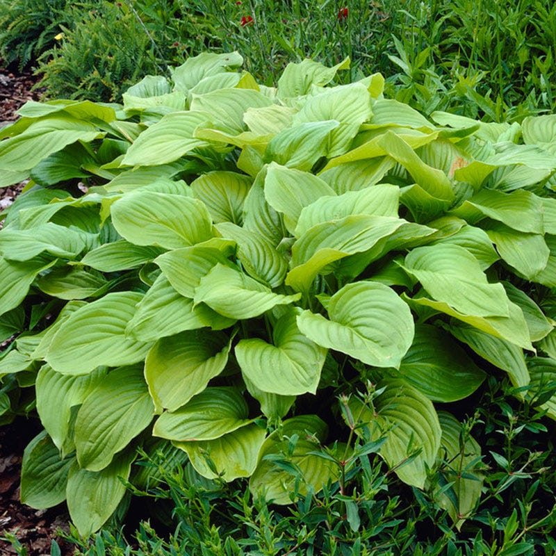 Royal Standard Hosta - Image 2