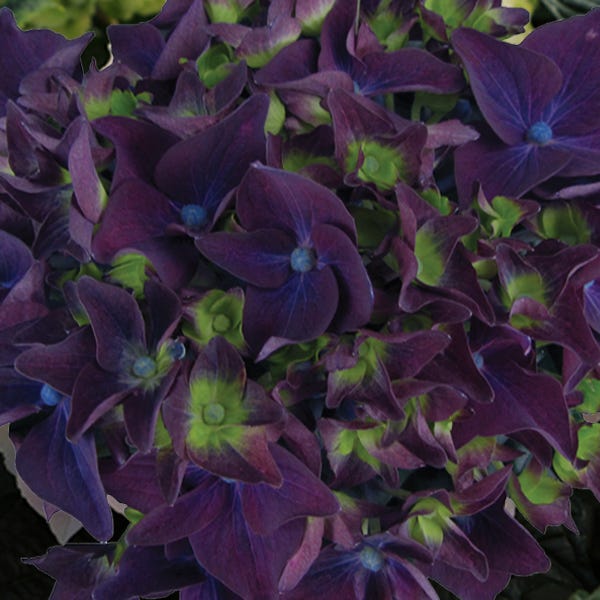 Deep Purple™ Hydrangea - Image 3