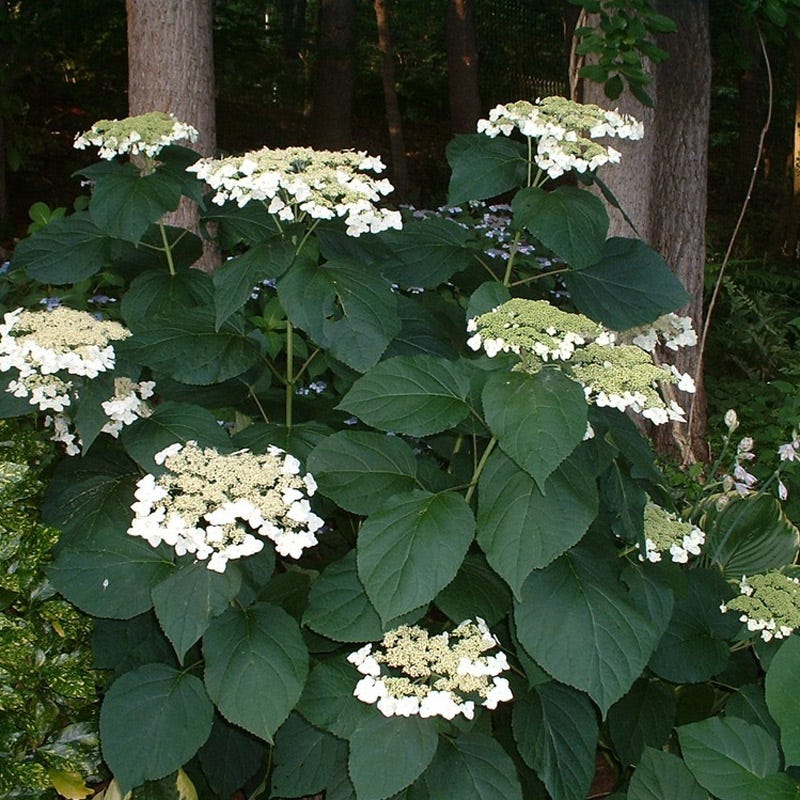 Haas Halo Hydrangea - Image 2