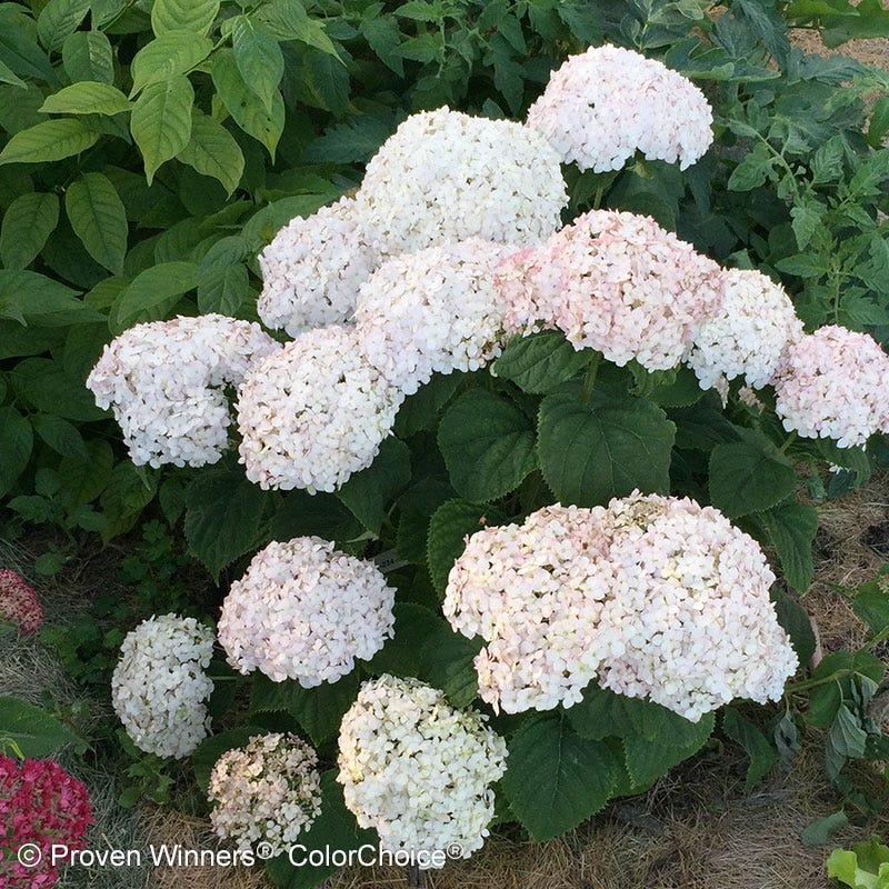 Invincibelle Wee White® Hydrangea - Image 2
