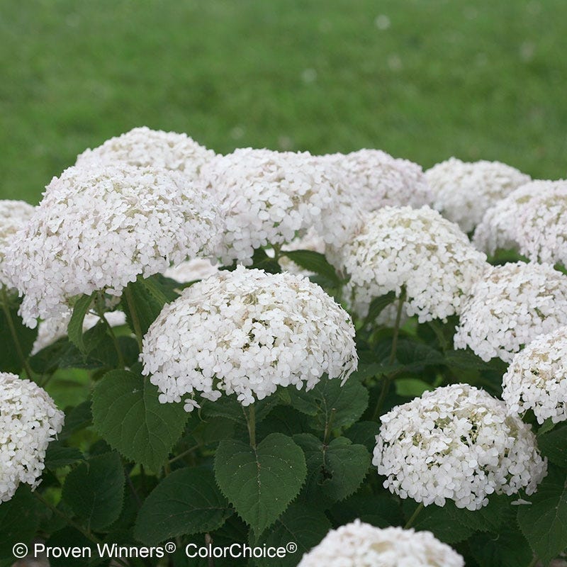 Invincibelle Wee White® Hydrangea - Image 5