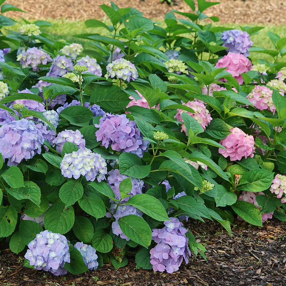 Shade Loving Pre-Planned Garden - Image 11