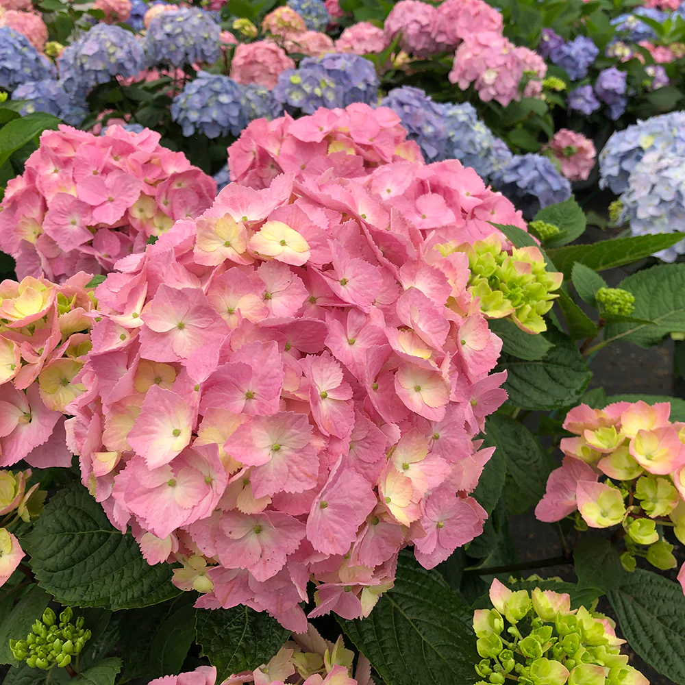 Let's Dance Sky View® Continuous Blooming Hydrangea - Image 2