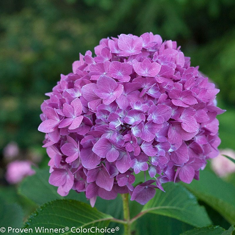 Let's Dance® Rave® Reblooming Hydrangea - Image 3