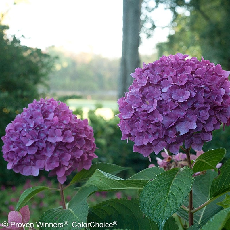 Let's Dance® Rave® Reblooming Hydrangea - Image 4