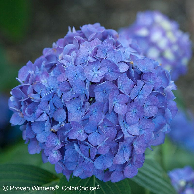 Let's Dance® Rave® Reblooming Hydrangea - Image 5