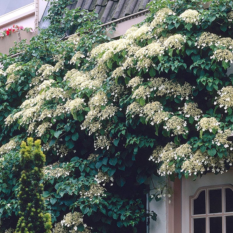 Climbing Hydrangea Vine - Image 2