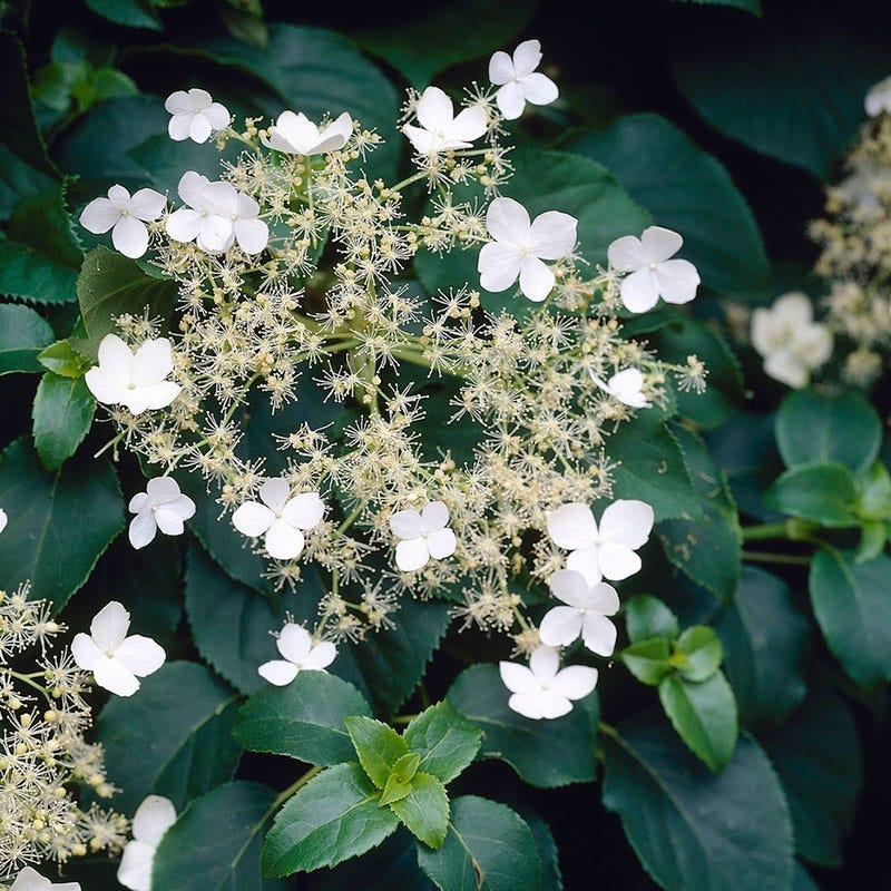 Climbing Hydrangea Vine - Image 5