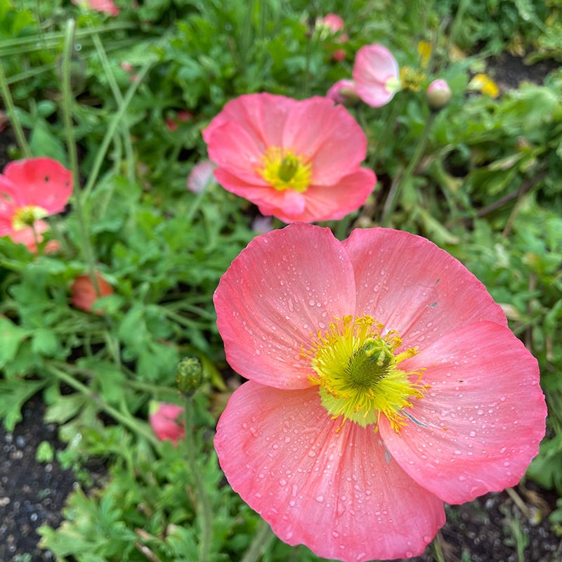 Champagne Bubbles Pink Iceland Poppy - Image 2