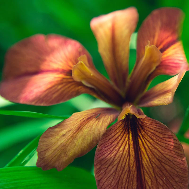 Copper Iris - Image 2
