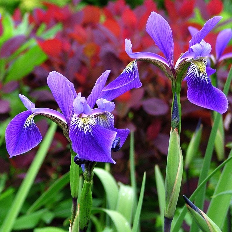 Gerald Darby Iris