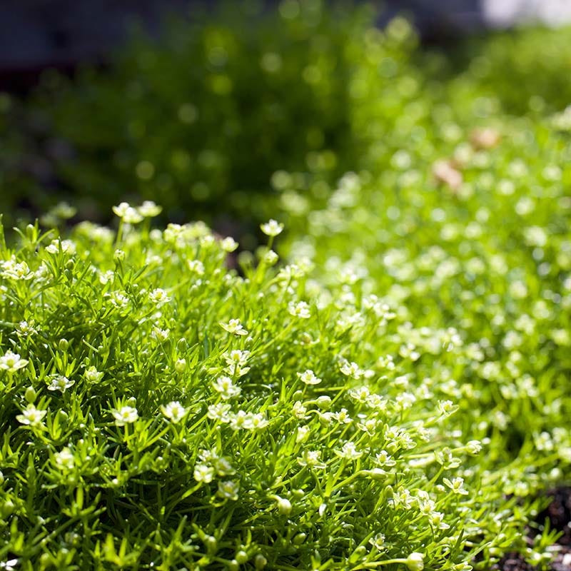 Irish Moss - Image 2