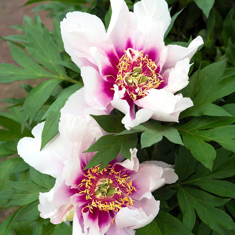 Cora Louise Itoh Peony