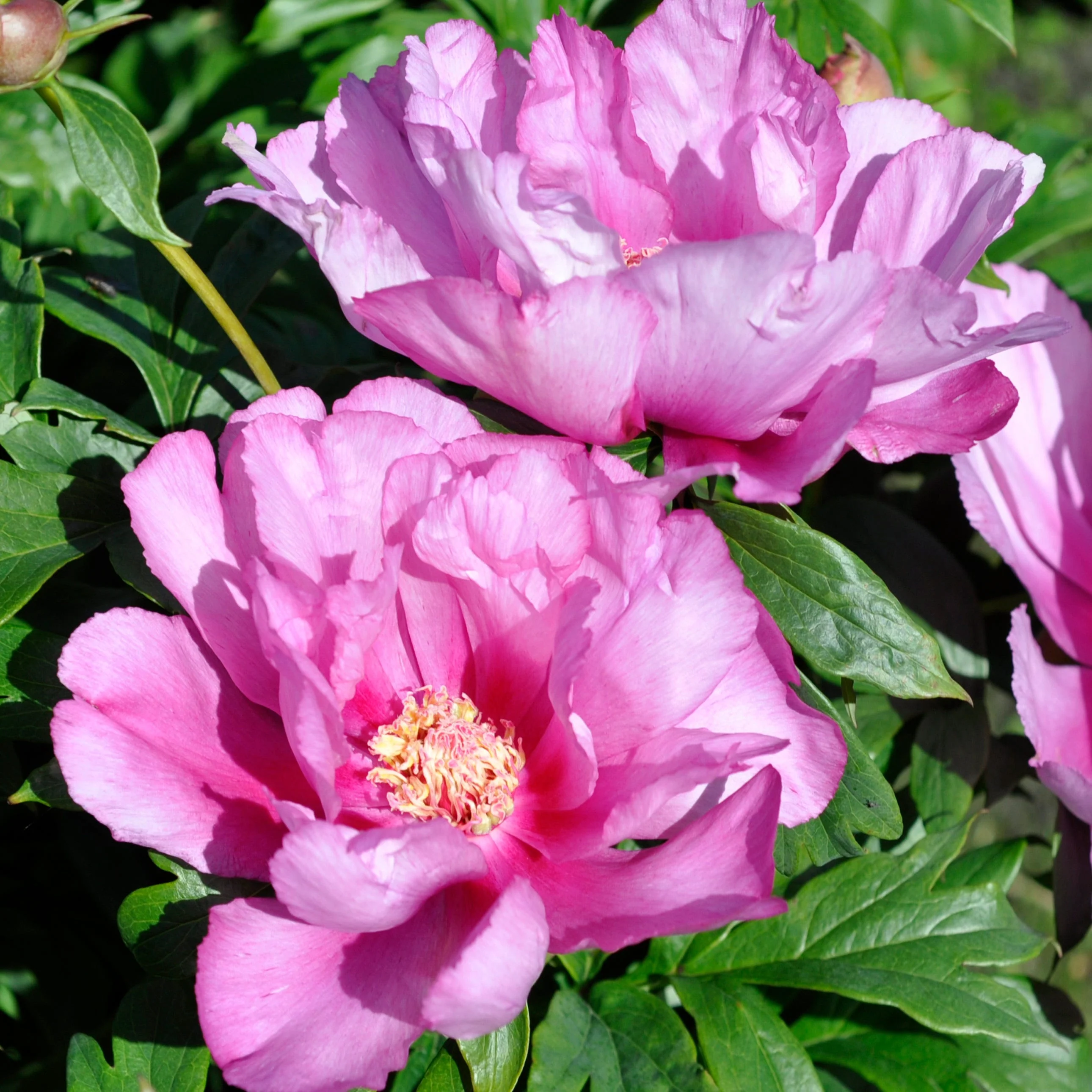 First Arrival Itoh Peony - Image 2