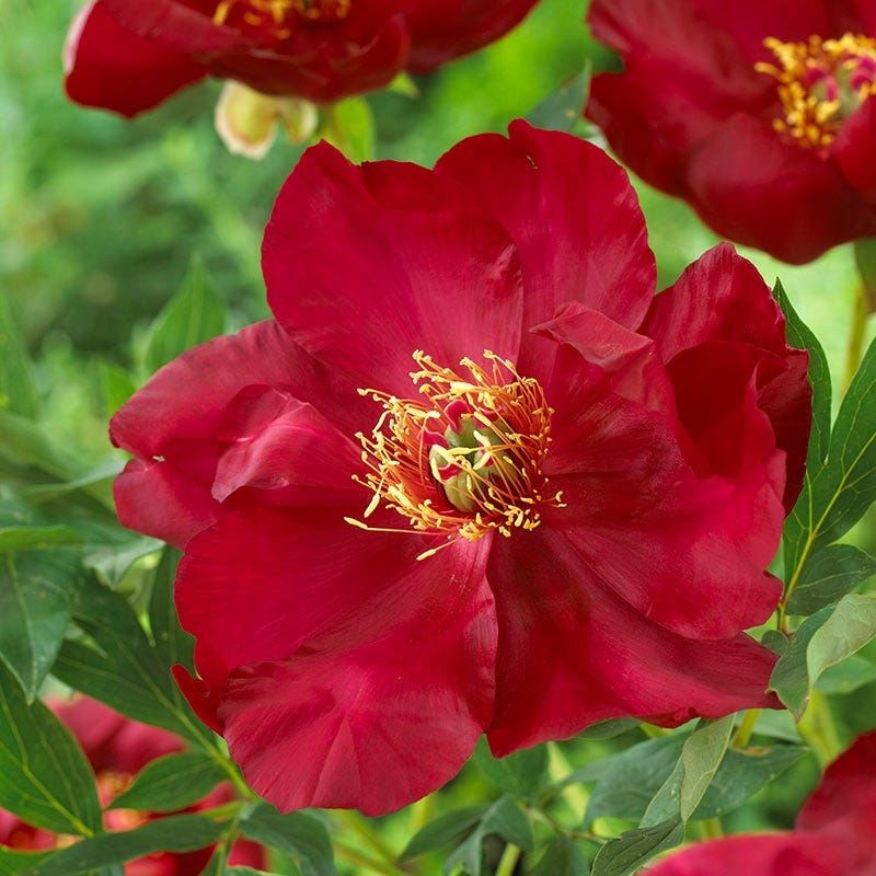 Scarlet Heaven Itoh Peony - Image 2