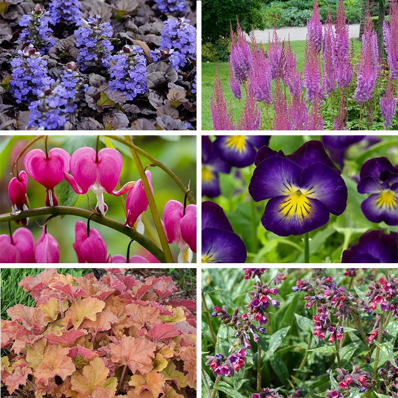 Jewelbox Shade Plant Collection