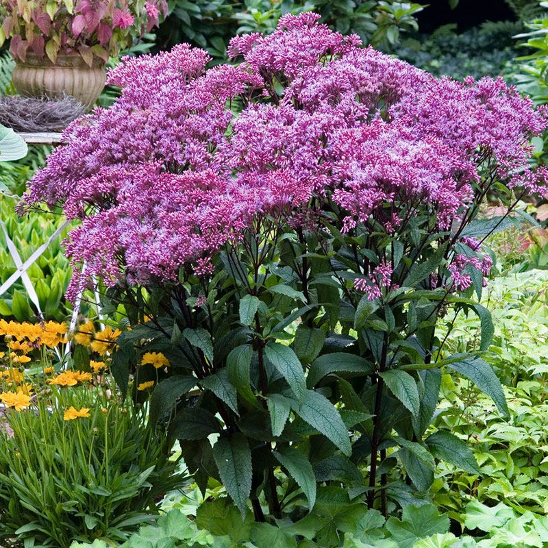 Baby Joe Joe Pye Weed