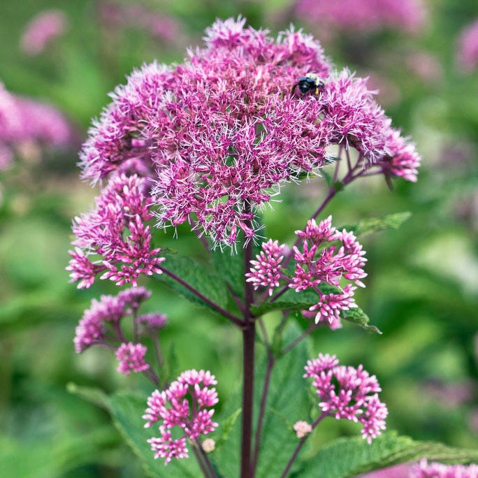 Baby Joe Joe Pye Weed - Image 2