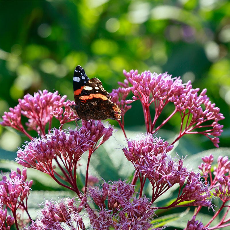 Baby Joe Joe Pye Weed - Image 3