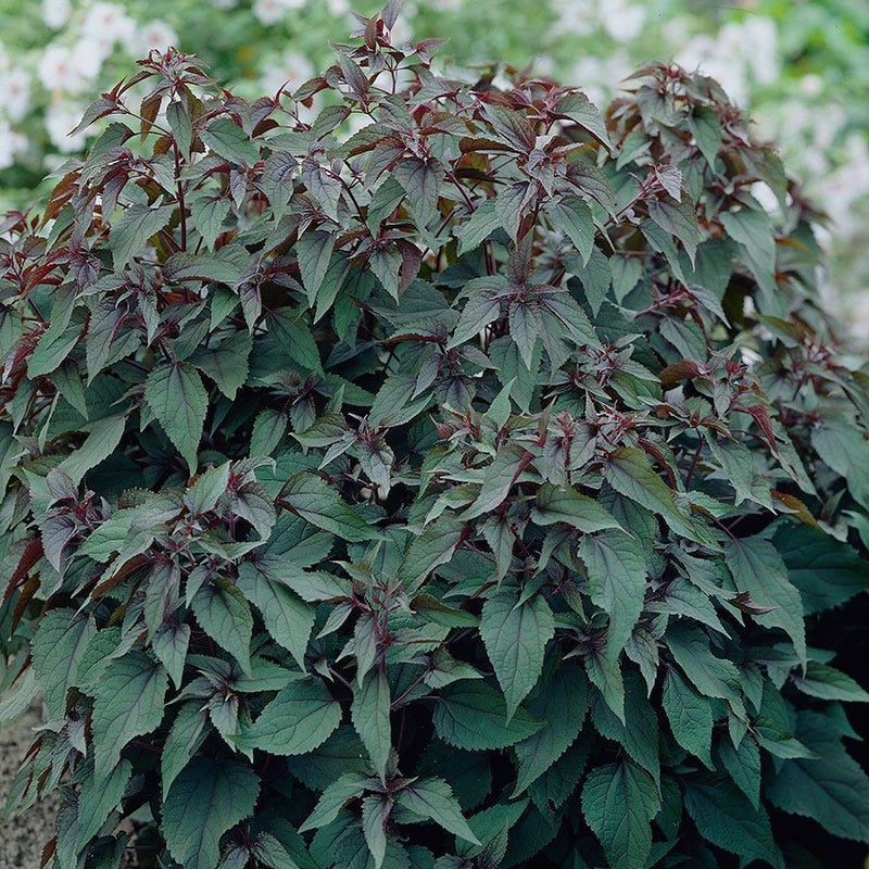 Chocolate Joe Pye Weed - Image 3