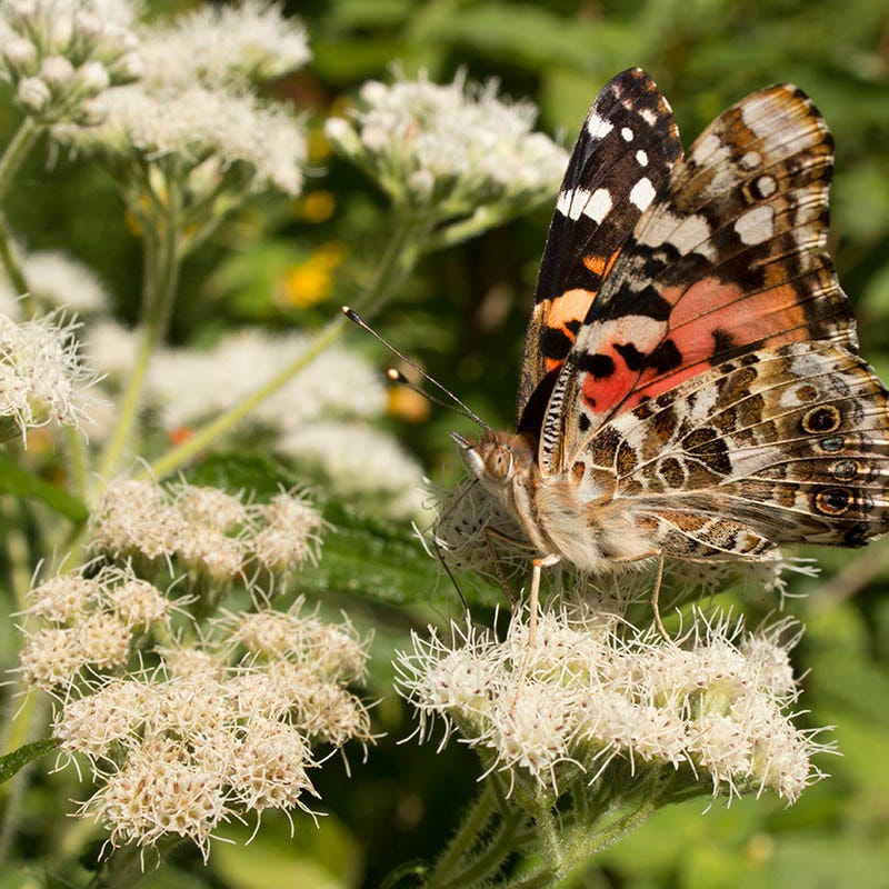 Common Boneset - Image 2