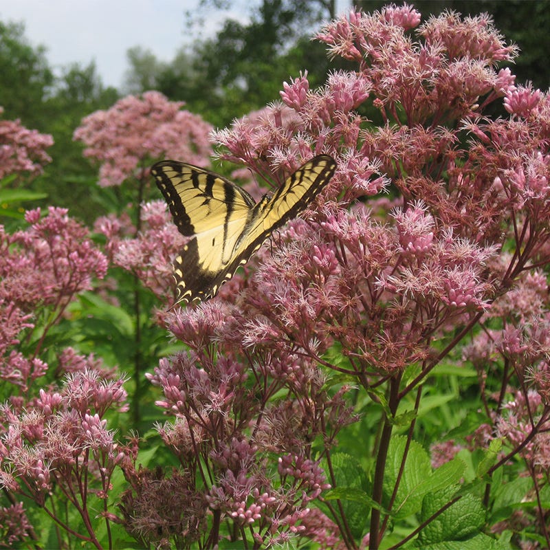 Spotted Joe Pye Weed
