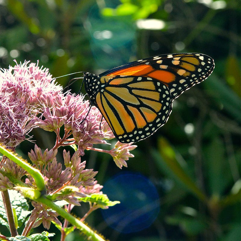 Spotted Joe Pye Weed - Image 2