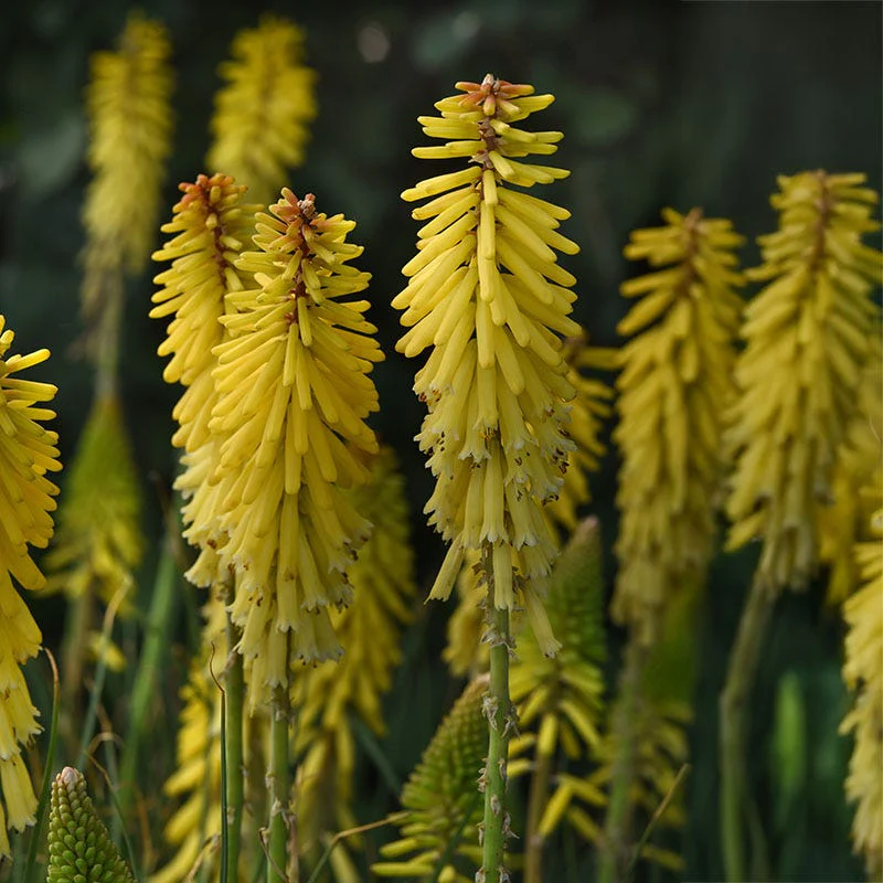 Glow Stick Red Hot Poker