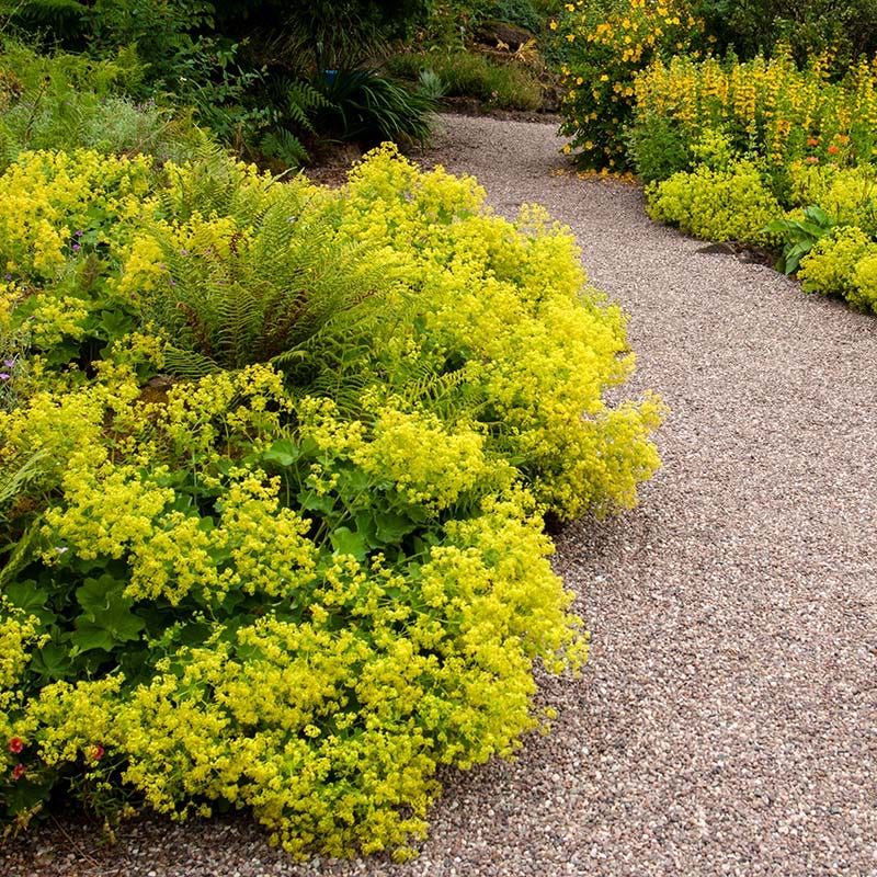 Thriller Lady's Mantle - Image 2